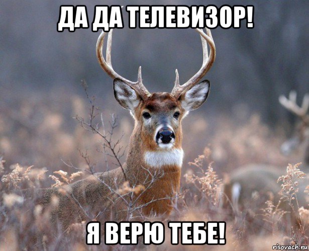 да да телевизор! я верю тебе!, Мем   Наивный олень