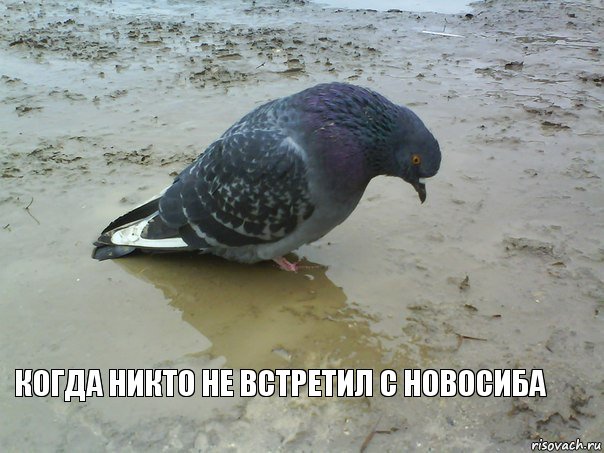 когда никто не встретил с новосиба