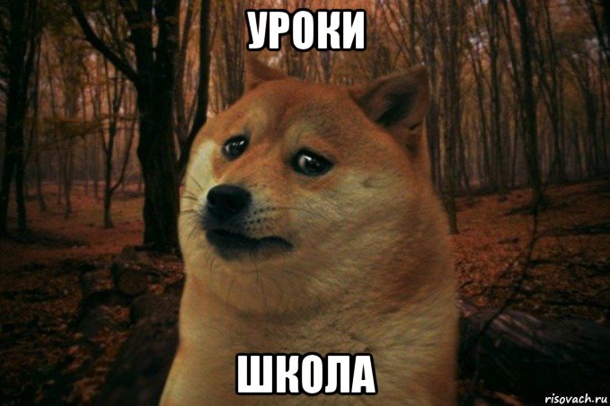 уроки школа, Мем SAD DOGE