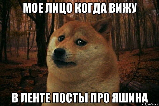 мое лицо когда вижу в ленте посты про яшина, Мем SAD DOGE