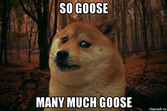 so goose many much goose, Мем SAD DOGE