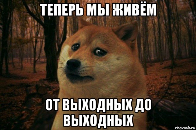 теперь мы живём от выходных до выходных, Мем SAD DOGE