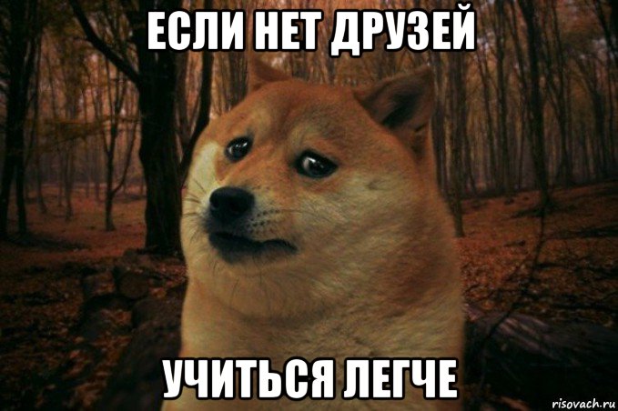 если нет друзей учиться легче, Мем SAD DOGE