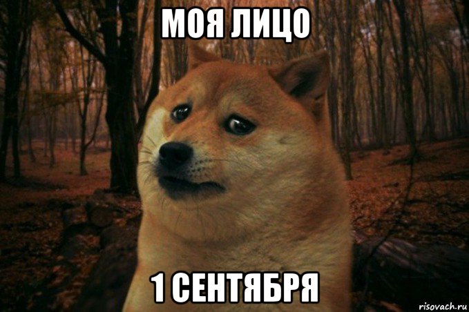 моя лицо 1 сентября, Мем SAD DOGE