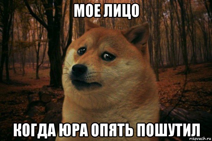 мое лицо когда юра опять пошутил, Мем SAD DOGE