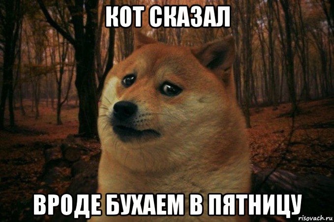 кот сказал вроде бухаем в пятницу, Мем SAD DOGE