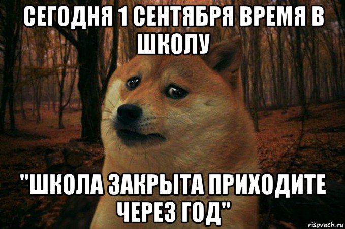 сегодня 1 сентября время в школу "школа закрыта приходите через год", Мем SAD DOGE