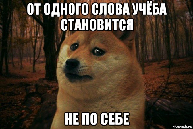 от одного слова учёба становится не по себе, Мем SAD DOGE