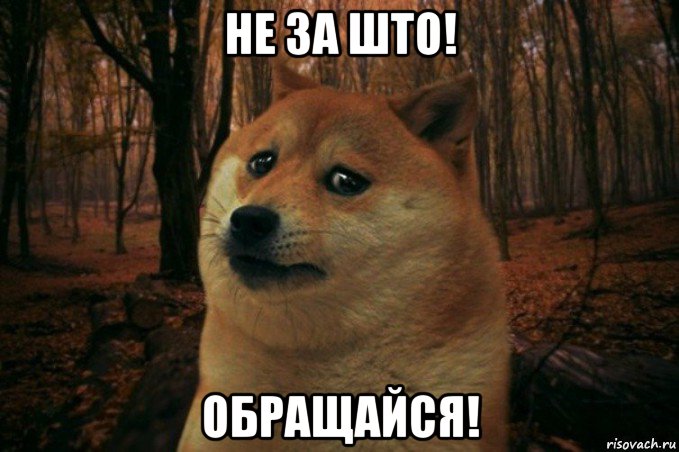 не за што! обращайся!, Мем SAD DOGE