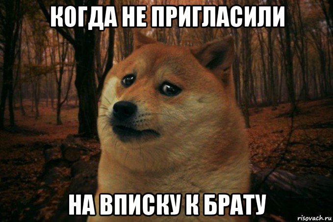 когда не пригласили на вписку к брату, Мем SAD DOGE