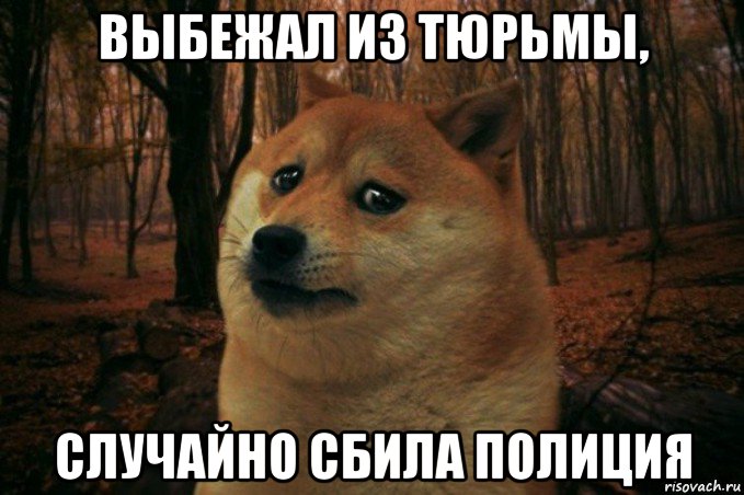 выбежал из тюрьмы, случайно сбила полиция, Мем SAD DOGE