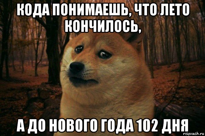 кода понимаешь, что лето кончилось, а до нового года 102 дня, Мем SAD DOGE