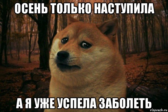 осень только наступила а я уже успела заболеть, Мем SAD DOGE