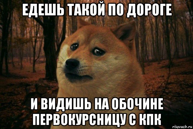 едешь такой по дороге и видишь на обочине первокурсницу с кпк, Мем SAD DOGE