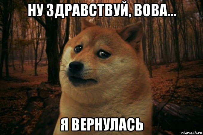 ну здравствуй, вова... я вернулась, Мем SAD DOGE