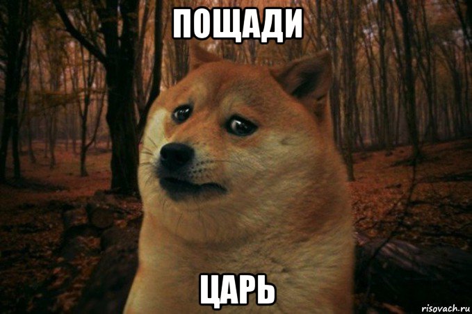 пощади царь, Мем SAD DOGE