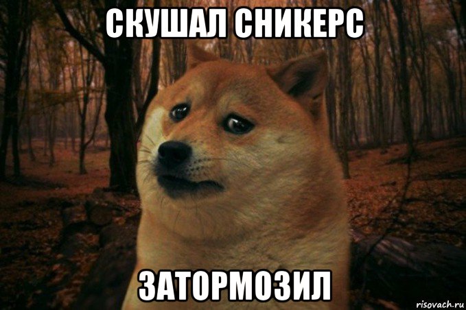 скушал сникерс затормозил, Мем SAD DOGE