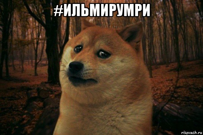 #ильмирумри , Мем SAD DOGE
