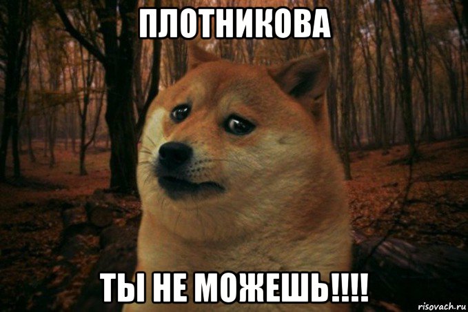 плотникова ты не можешь!!!!, Мем SAD DOGE