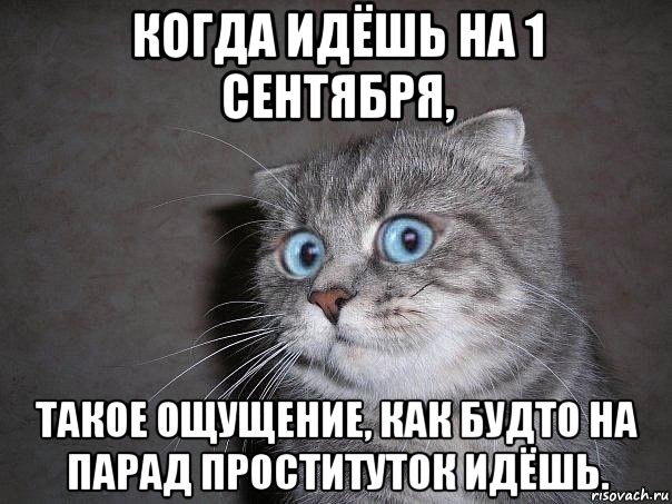 когда идёшь на 1 сентября, такое ощущение, как будто на парад проституток идёшь., Мем  удивлённый кот