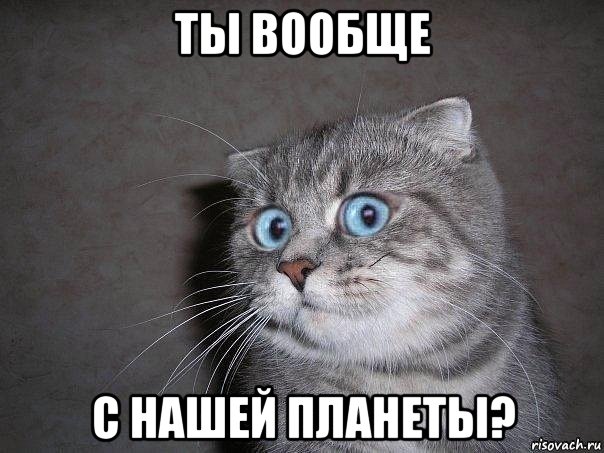 ты вообще с нашей планеты?, Мем  удивлённый кот