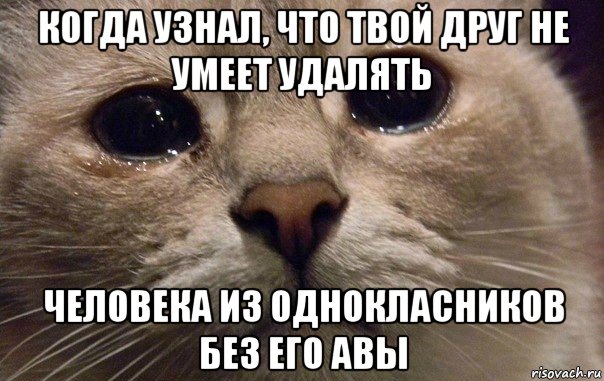 когда узнал, что твой друг не умеет удалять человека из однокласников без его авы, Мем   В мире грустит один котик