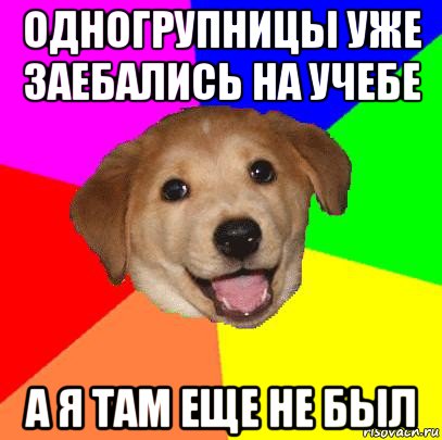 одногрупницы уже заебались на учебе а я там еще не был, Мем Advice Dog