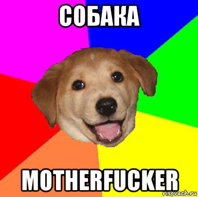 coбака motherfucker, Мем Advice Dog