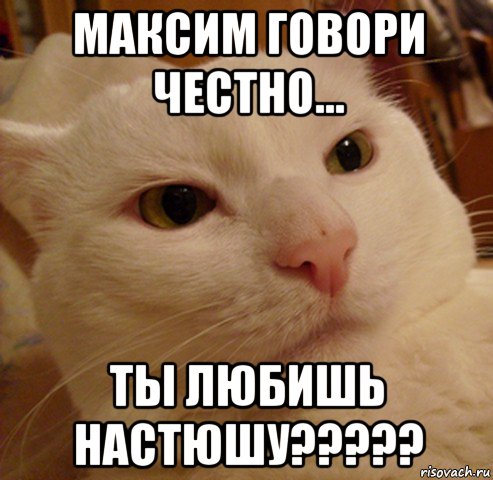 максим говори честно... ты любишь настюшу?????, Мем Дерзкий котэ