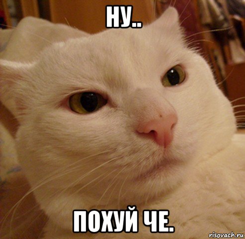 ну.. похуй че., Мем Дерзкий котэ