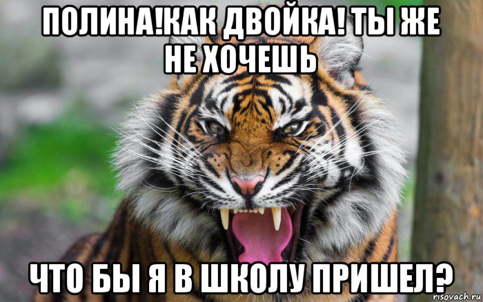 полина!как двойка! ты же не хочешь что бы я в школу пришел?, Мем ДЕРЗКИЙ ТИГР