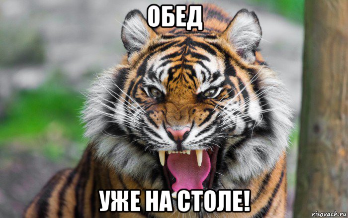 обед уже на столе!, Мем ДЕРЗКИЙ ТИГР