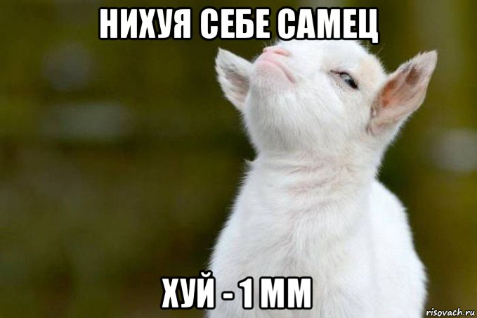 нихуя себе самец хуй - 1 мм