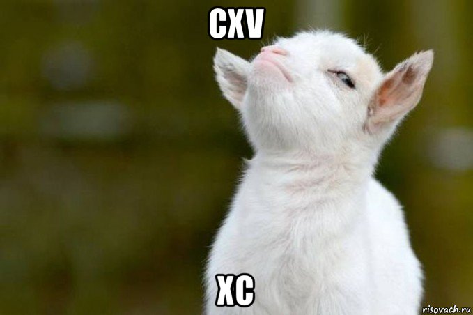 cxv xc, Мем  Гордый козленок