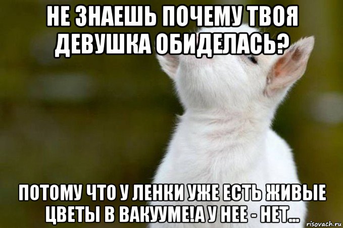 не знаешь почему твоя девушка обиделась? потому что у ленки уже есть живые цветы в вакууме!а у нее - нет..., Мем  Гордый козленок