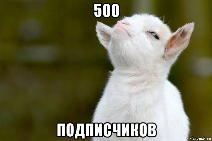 500 подписчиков, Мем  Гордый козленок