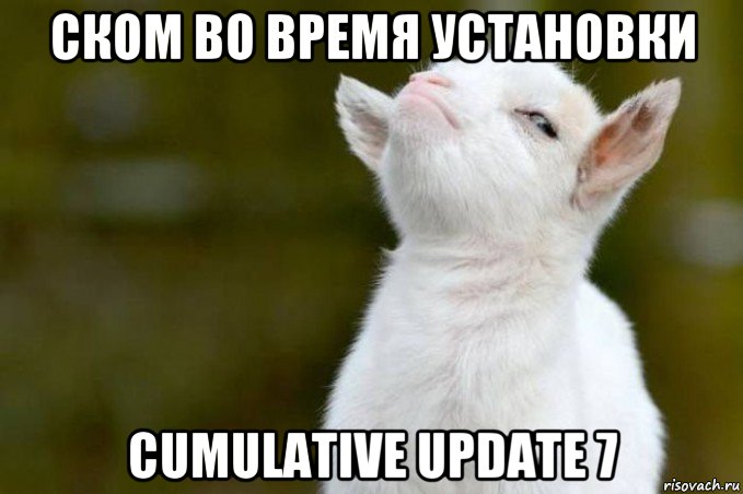 ском во время установки cumulative update 7, Мем  Гордый козленок