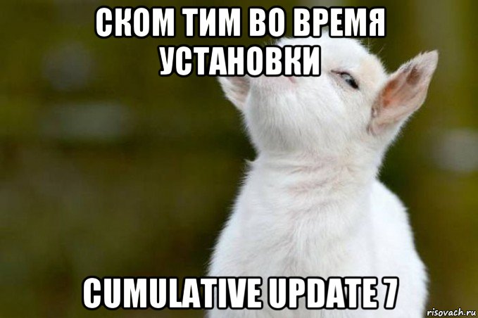 ском тим во время установки cumulative update 7, Мем  Гордый козленок