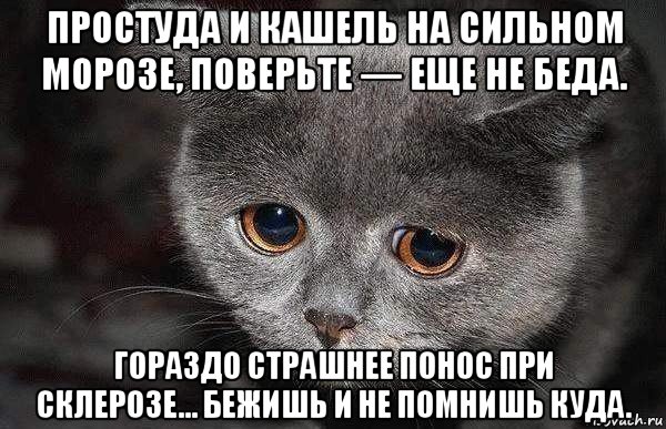 простуда и кашель на сильном морозе, поверьте — еще не беда. гораздо страшнее понос при склерозе... бежишь и не помнишь куда., Мем  Грустный кот