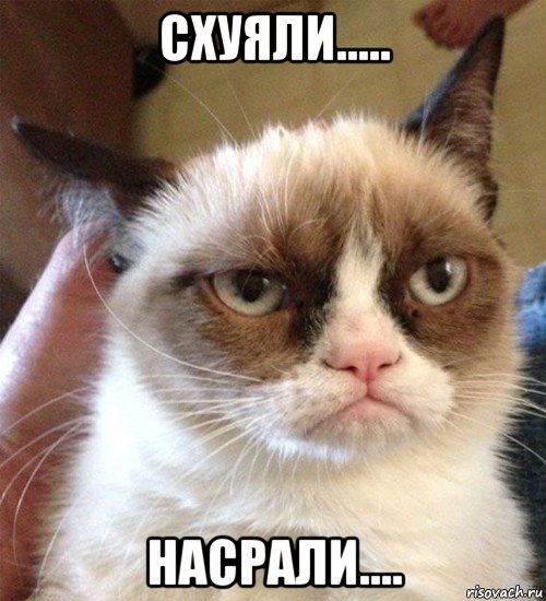 схуяли..... насрали...., Мем Грустный (сварливый) кот