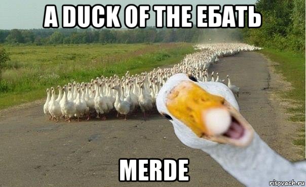 a duck of the ебать merde, Мем гуси
