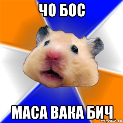 чо бос маса вака бич, Мем Хомяк