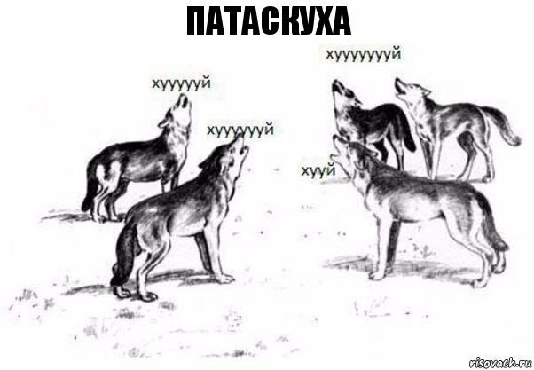 патаскуха