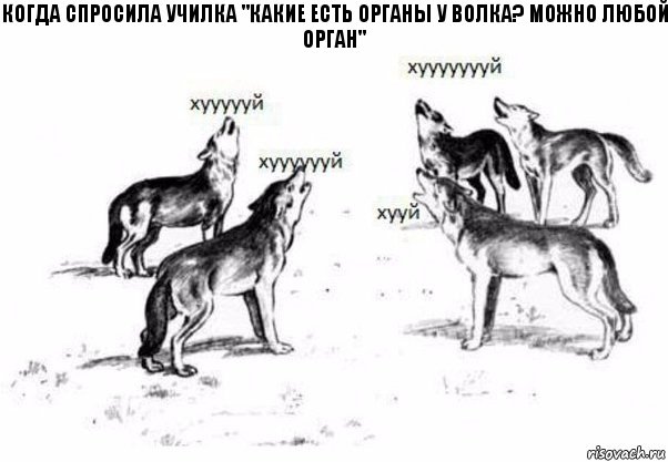 когда спросила училка "какие есть органы у волка? Можно любой орган", Комикс Когда хочешь