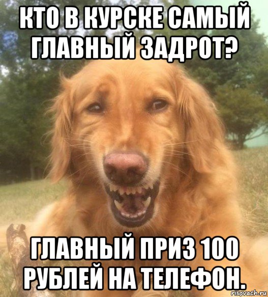 кто в курске самый главный задрот? главный приз 100 рублей на телефон., Мем   Когда увидел что соседского кота отнесли в чебуречную