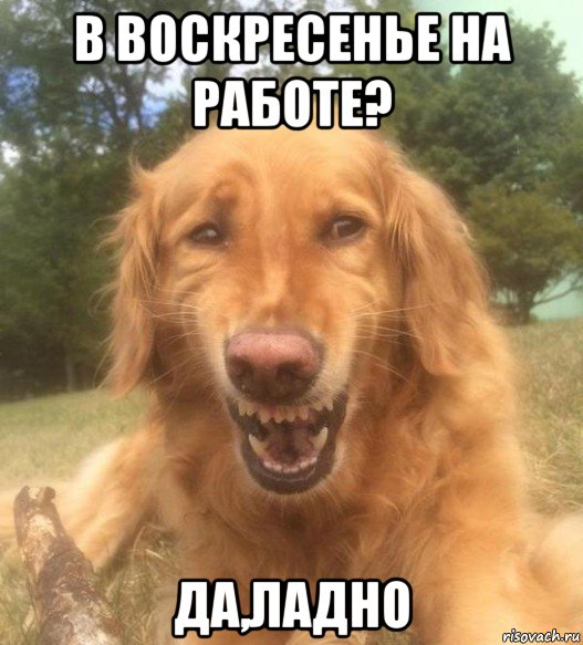 в воскресенье на работе? да,ладно, Мем   Когда увидел что соседского кота отнесли в чебуречную