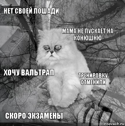 нет своей лошади тренировку отменили мама не пускает на конюшню скоро экзамены хочу вальтрап     , Комикс  кот безысходность