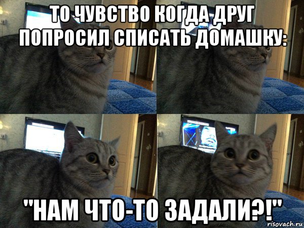 то чувство когда друг попросил списать домашку: "нам что-то задали?!", Мем  Кот в шоке