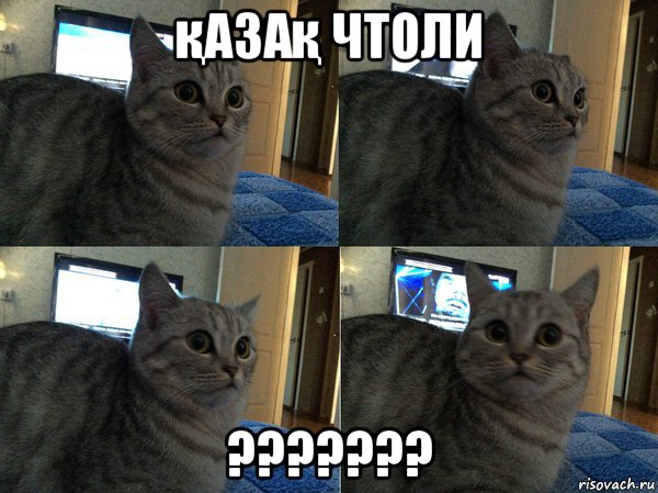 қазақ чтоли ???????, Мем  Кот в шоке