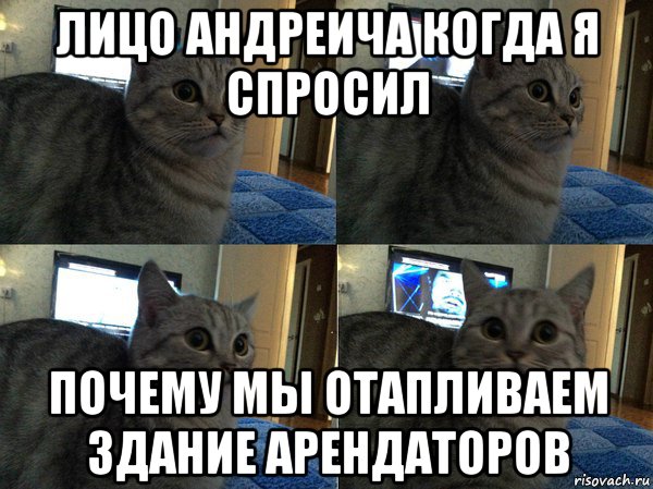 лицо андреича когда я спросил почему мы отапливаем здание арендаторов, Мем  Кот в шоке